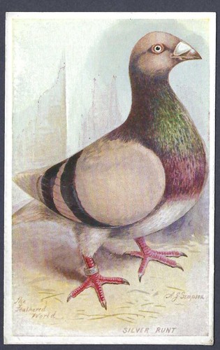 The silver runt pigeon - runt,