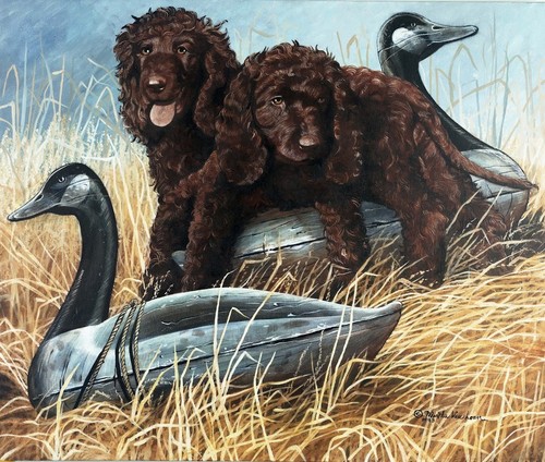 Irish water spaniel - irish,