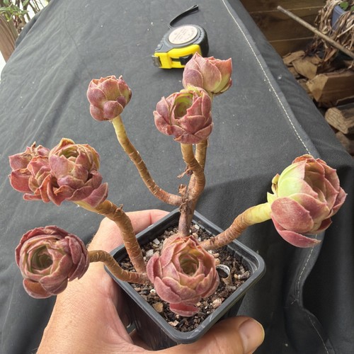 Aeonium black evil heads - aeonium, 7