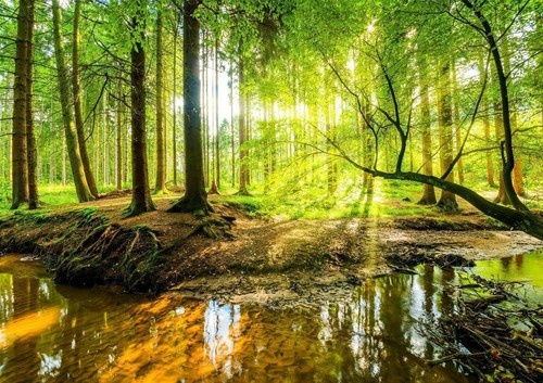 Green tree wall forest - tree,