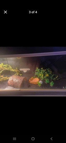 Vivarium habistat reptile - vivarium,