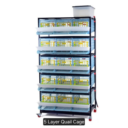 Quail breeding kit 5 - breeding,