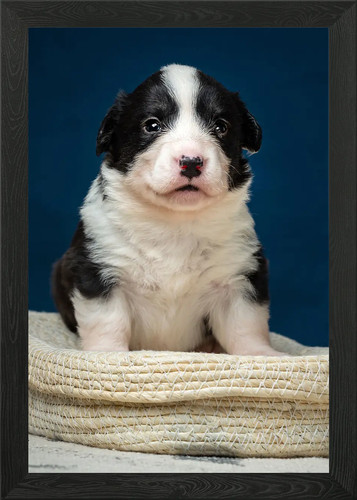 Welsh corgi cardigan framed - corgi,
