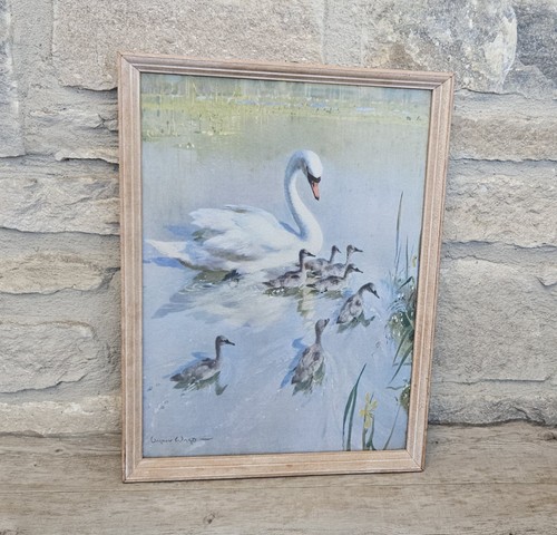 Vintage swan cygnets - swan,