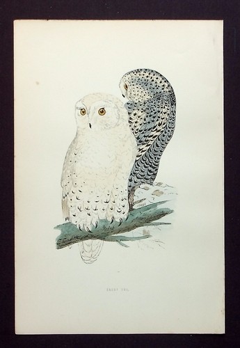 Snowy owl original antique - snowy,