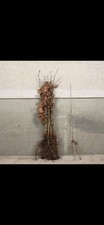 2 strong oak saplings