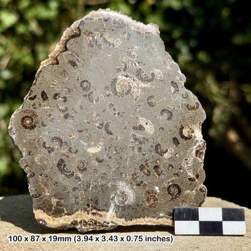 Promicroceras ammonite fossil - promicroceras,