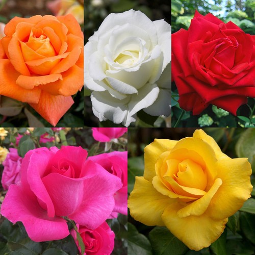 Rose bush pot pick - rose,