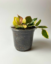 Hoya lacunosa Asami Wonosobo Albo rare live indoor house plants