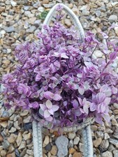 3 x Callisia rosato ‘Pink