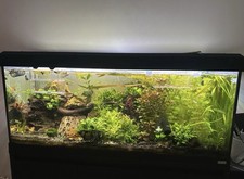 Fluval Roma 240 With Cabinet