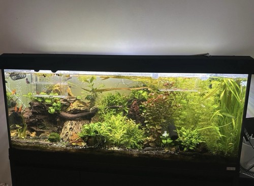 Fluval roma 240 with - fluval,