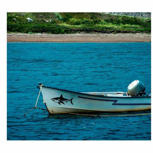 Shark sticker for - shark, boats