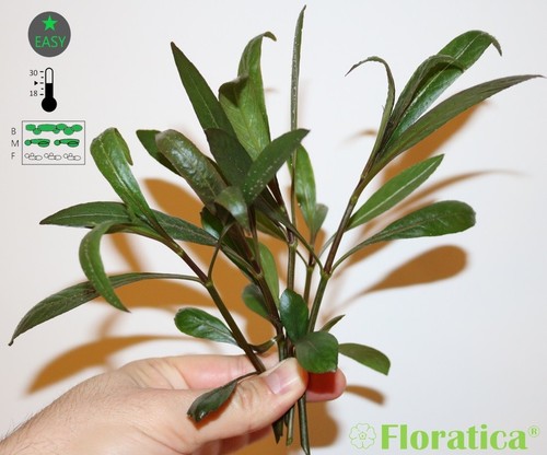 Hygrophila corymbosa - x,