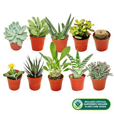 10 X MIXED SUCCULENT CACTUS HOUSE + GARDENERS DREAM PLANT CARE GUIDE