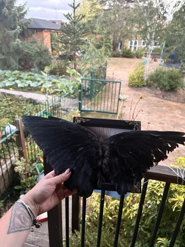 Crow wing taxidermy ethical - wing,