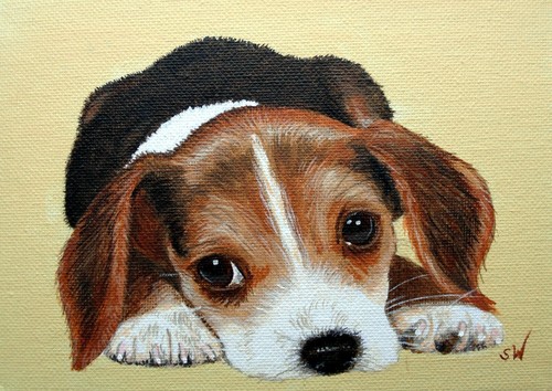 Beagle puppy dog - puppy,
