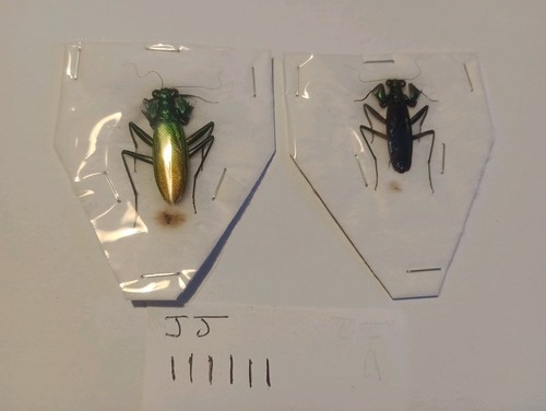 Metallyticus splendidius pair