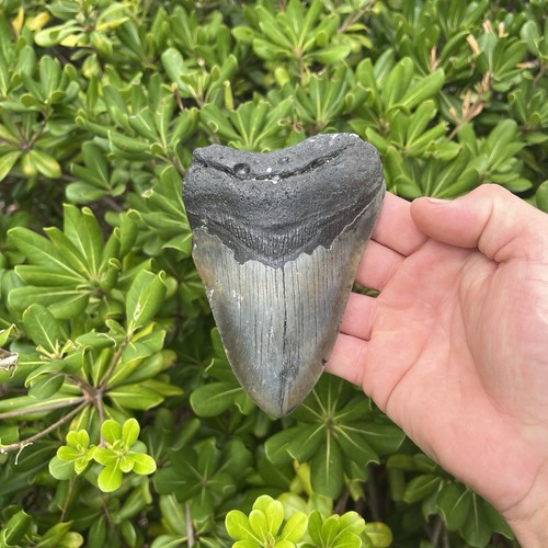 Real megalodon shark tooth - megalodon,