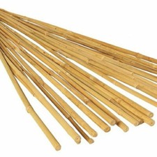2ft-4ft Large Strong Bamboo
