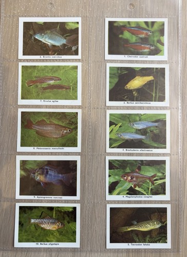 Complete set 100 rizla - a,
