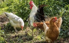 6 X Chicken Eggs Mixed Breeds