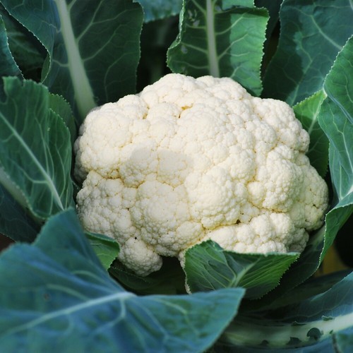 Cauliflower whitex easy - t&m,