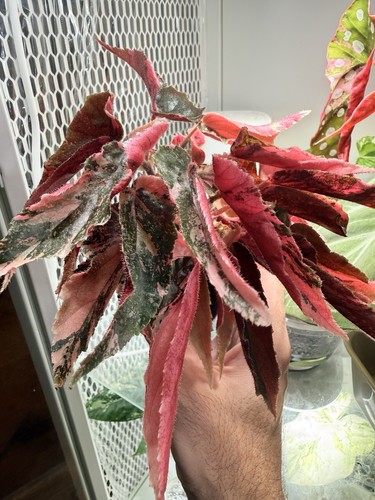 Begonia ginny galaxy - ginny,