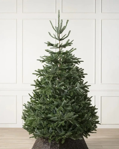 Balsam hill christmas tree - hill,