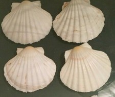 Large natural scallop - 4x,