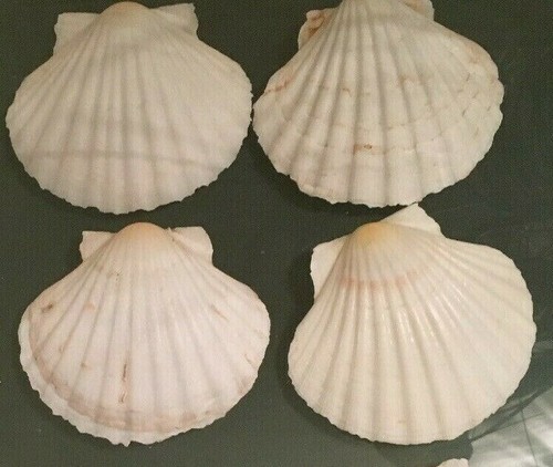 Large natural scallop - 4x,