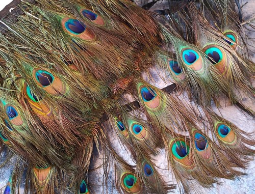 Remnant clearance peacock - clearance,