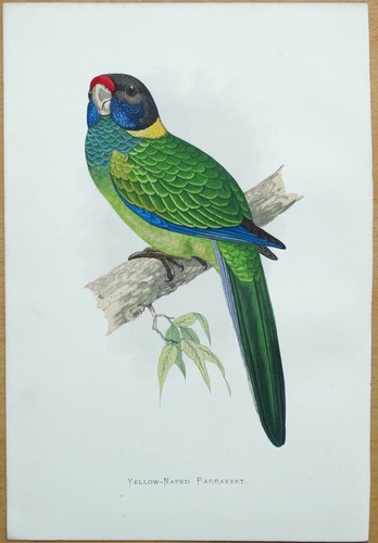 Antique parrot print yellow - print,
