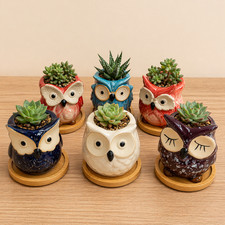 Owl Succulent Ceramic Plant