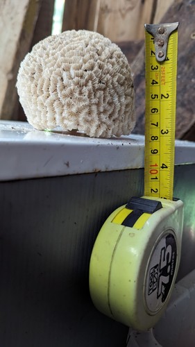Brain coral - , (vintage)