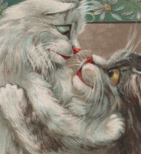 Norwegian Forest Humorous Cats