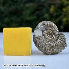 Promicroceras Golden Pyrite Ammonite Fossil Jurassic Coast Lyme Regis Dorset UK