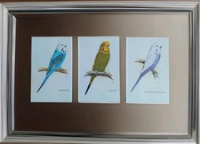Bird Prints Set Wall Art Picture  Vintage Illustration Birds Budgie Parakeet 