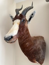 Shoulder mount blesbok - shoulder,