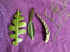 Cacti Succulent Cutting Bundle ZigZag, Mistletoe, Easter Cactus, Starfish Cactus