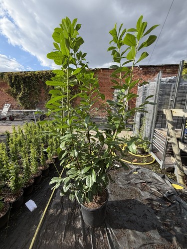 Cherry laurel 8ft - cherry,