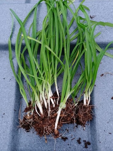 Three cornered leek plants - cornered,