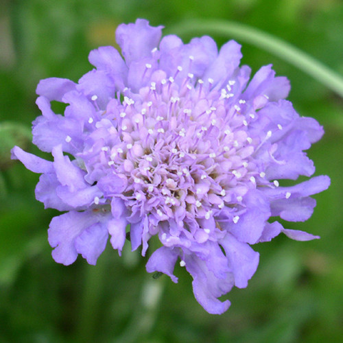 Scabiosa butterfly blue - butterfly,