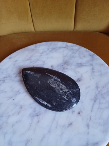 Polished orthoceras fossil - polished,