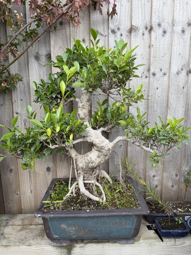 Massive ficus bonsai - ficus, tree