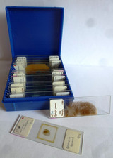 MICROSCOPE SLIDES 'FUNGI & SPORES' x 12 in 1 slide box    (ref 501/12)