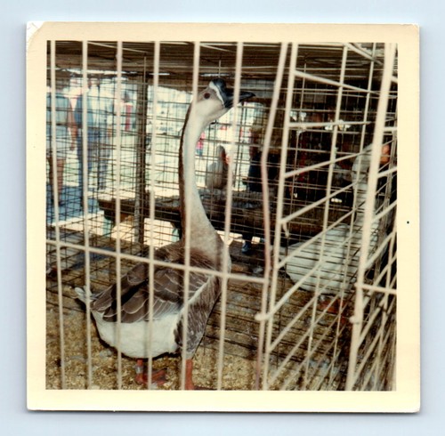 Old vintage square color photo - old,