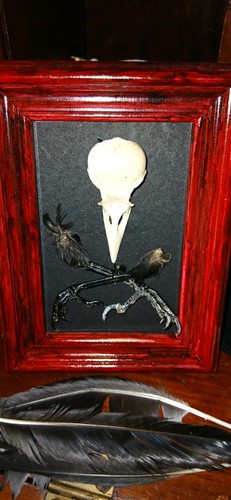 Framed crow skull talons - framed,