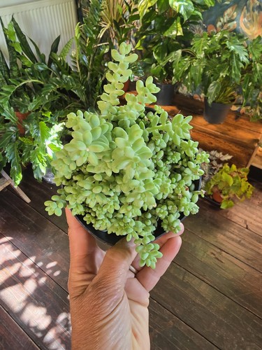 Sedum burrito tail - sedum,