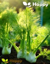 HERB - FENNEL FLORENCE - Foeniculum vulgare - 500 seeds - LARGE BULB